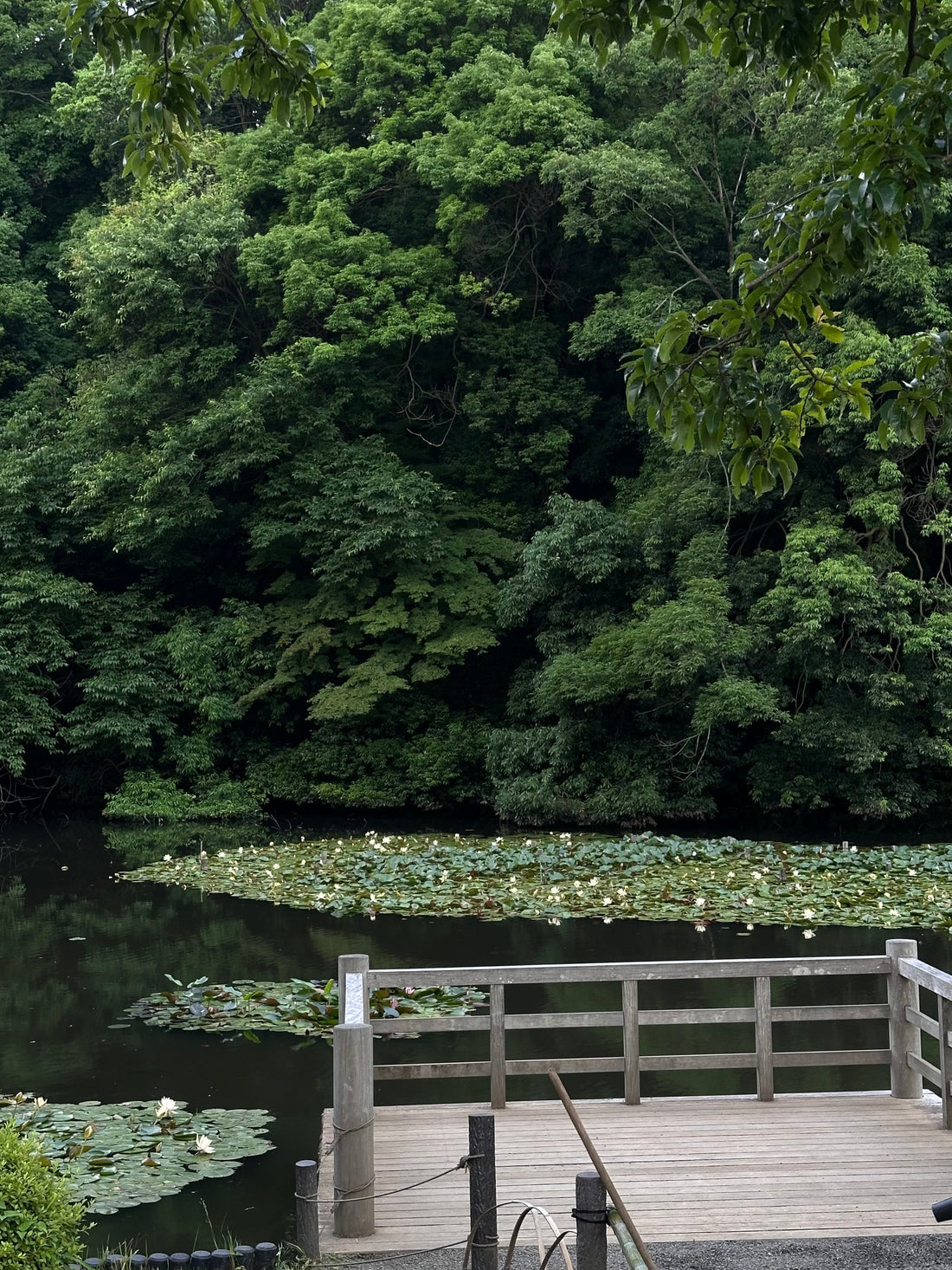 A Curated Guide to Japan